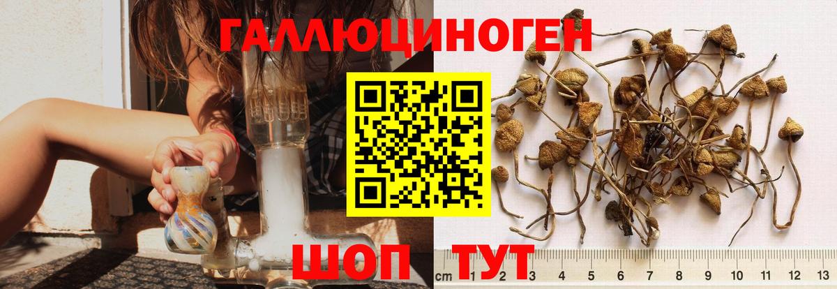 Кудымкар  Псилоцибиновые грибы Psilocybe  Псилоцибиновые грибы GOLDEN TEACHER  Вход с VPN 